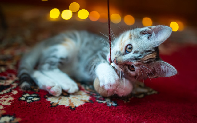 Kitten playing string rug lights free wallpaper for desktop - medium preview image