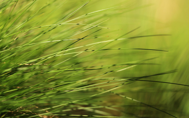 Bamboo leaf ecological art macro free wallpaper for desktop - medium preview image