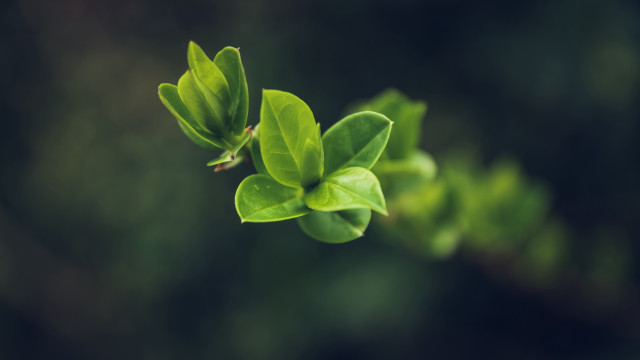 Green leafy plant macro shallow free wallpaper for desktop - medium preview image