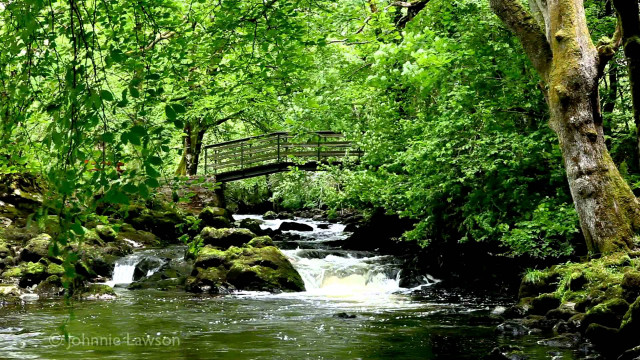 Small bridge stream forest green free wallpaper for desktop - medium preview image
