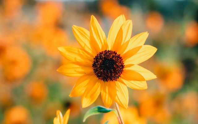 Sunflower yellow flowers orange bokeh free wallpaper for desktop - medium preview image