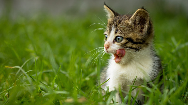 Kitten tongue out grass nature free wallpaper for desktop - medium preview image
