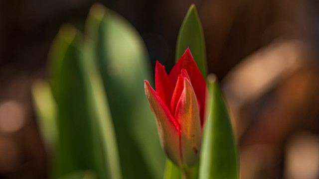 Red flower green leaves blurry #8 free wallpaper for desktop - medium preview image