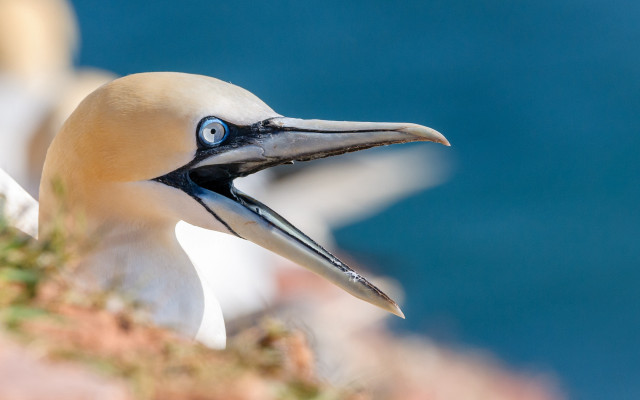 Bird long beak blue eye free wallpaper for desktop - medium preview image