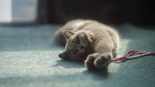 Cat leash window floor tilt free wallpaper for desktop - medium preview image