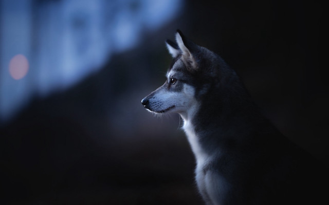 Dog moonlit animal portrait blurry free wallpaper for desktop - medium preview image
