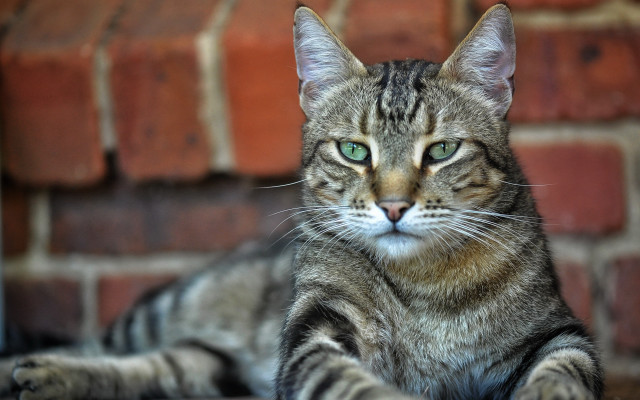 Sad cat brick wall focus free wallpaper for desktop - medium preview image