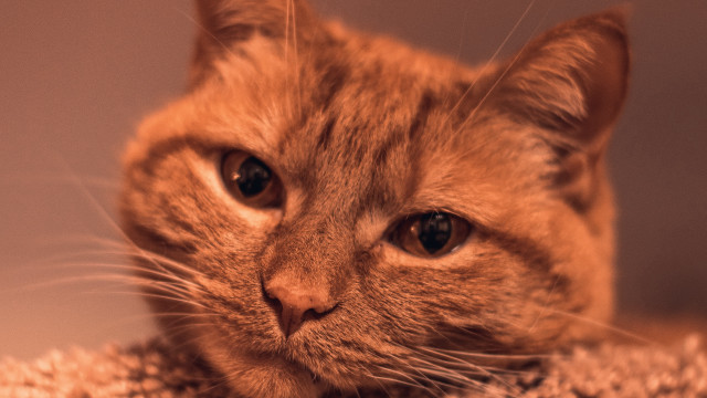 Sad cat on rug tiltshift free wallpaper for desktop - medium preview image