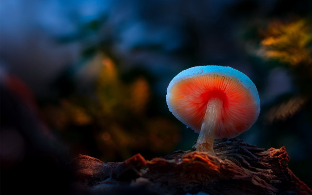 Mushroom red center woods night free wallpaper for desktop - medium preview image