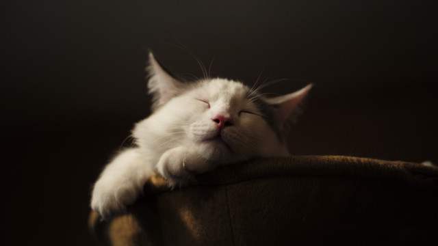 White cat sleeping wooden chair free wallpaper for desktop - medium preview image