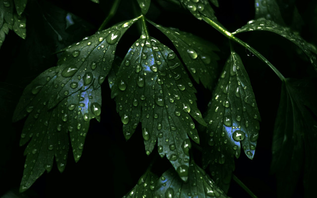 Green leaf water droplets macro #38 free wallpaper for desktop - medium preview image