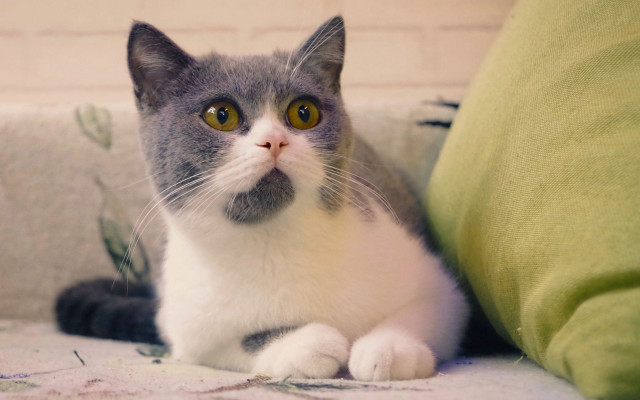 Cat couch greenpillow brickwall blurry free wallpaper for desktop - medium preview image