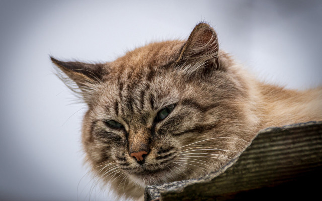 Sad cat on post carlos free wallpaper for desktop - medium preview image