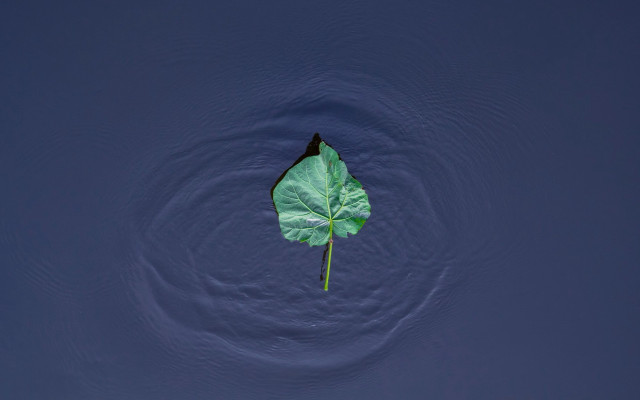 Leaf water circular design minimalism free wallpaper for desktop - medium preview image