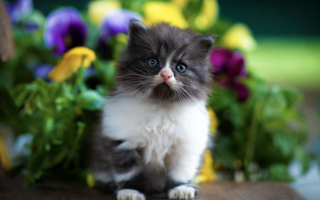 Kitten flowers blue eye blurry free wallpaper for desktop - medium preview image