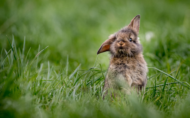 Small rabbit grass looking up free wallpaper for desktop - medium preview image