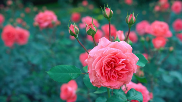 Pink rose blooming green leaves free wallpaper for desktop - medium preview image