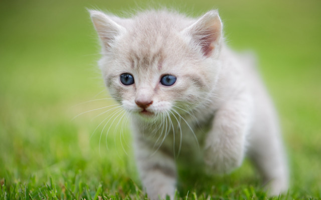 Small white kitten blue eyes free wallpaper for desktop - medium preview image