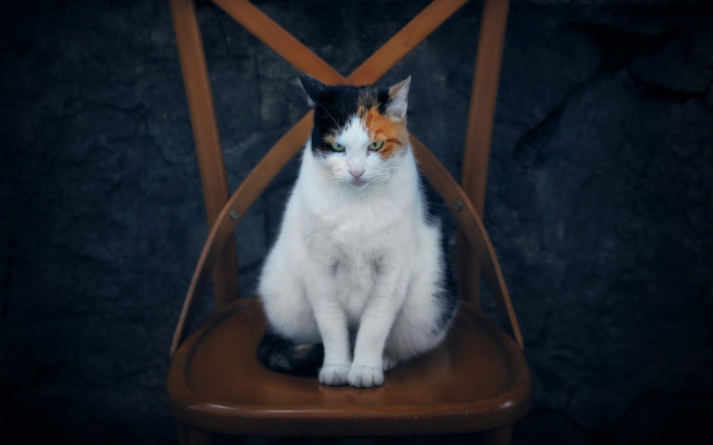 Cat sitting chair black brown free wallpaper for desktop - medium preview image