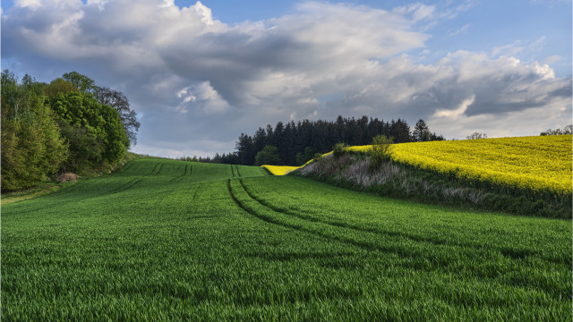 Green field trees blue sky #6 free wallpaper for desktop - medium preview image