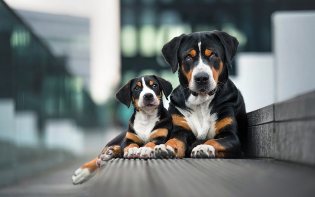 Dogs ledge building background focus free wallpaper for desktop - medium preview image