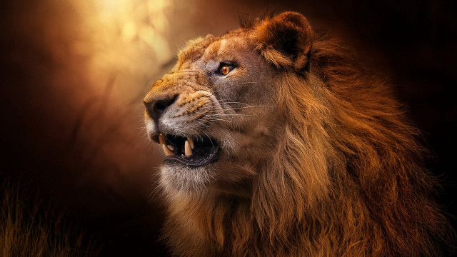 Lion open mouth photorealistic wildlife free wallpaper for desktop - medium preview image