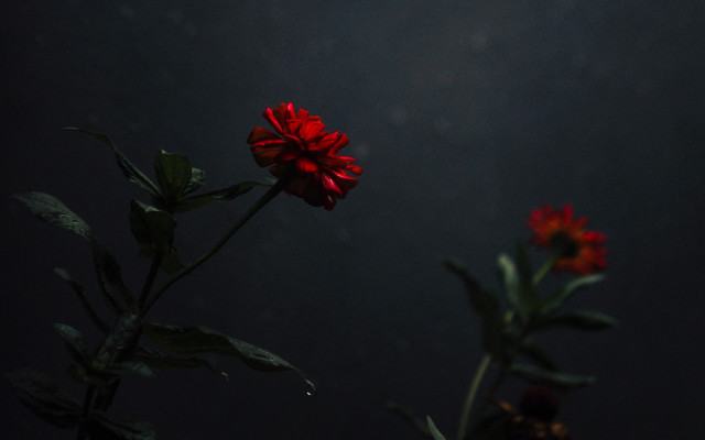 Red flower vase table dark free wallpaper for desktop - medium preview image