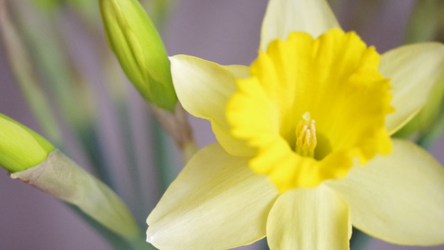 Yellow flower green stem purple free wallpaper for desktop - medium preview image