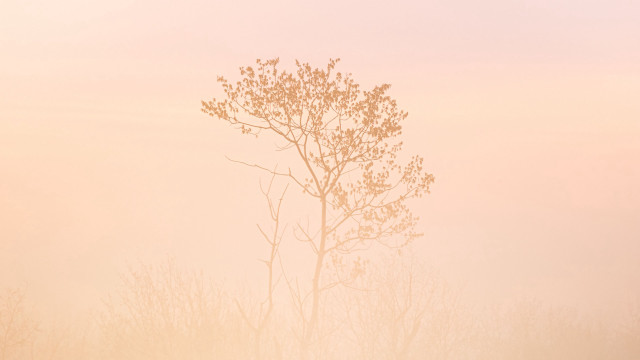 Lone tree foggy field cherry free wallpaper for desktop - medium preview image