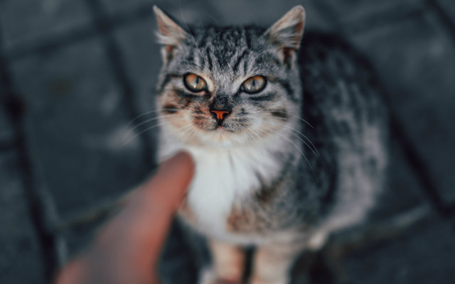 Cat looking up hand holding free wallpaper for desktop - medium preview image