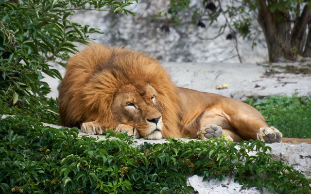 Lion green field tree bush free wallpaper for desktop - medium preview image