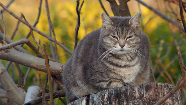 Cat stump forest sad portrait free wallpaper for desktop - medium preview image