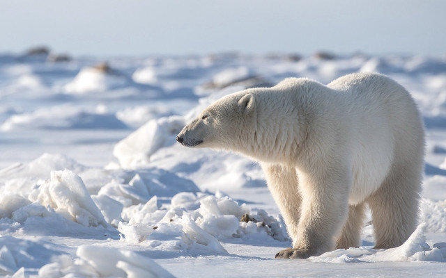 Polar bear snow wildlife ecological free wallpaper for desktop - medium preview image