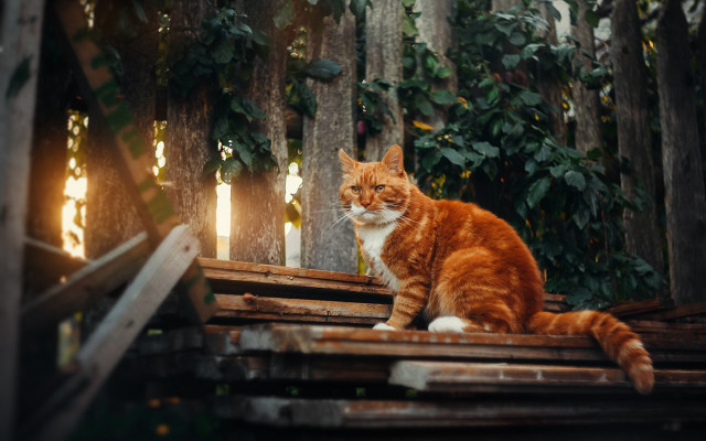 Cat wooden platform woods light free wallpaper for desktop - medium preview image