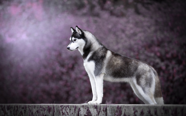 Husky ledge dark purple blurry free wallpaper for desktop - medium preview image