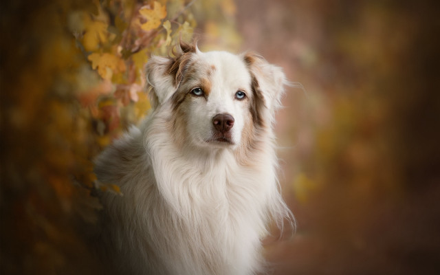 Dog blue eyes photorealistic autumn free wallpaper for desktop - medium preview image