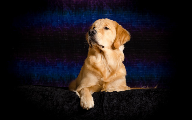 Goldenretriever blackcouch renaissance glamorpose dog free wallpaper for desktop - medium preview image