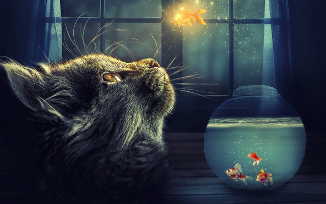 Cat goldfish magic realism aurora free wallpaper for desktop - medium preview image