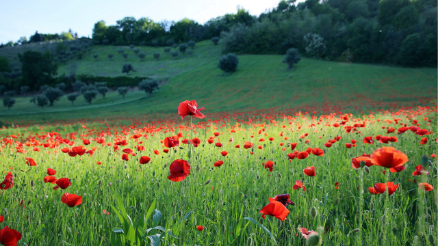 Red flower field hill kite free wallpaper for desktop - medium preview image