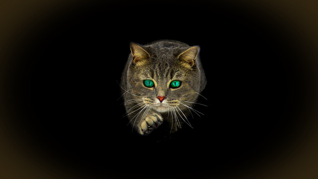 Cat green eyes glowing open free wallpaper for desktop - medium preview image
