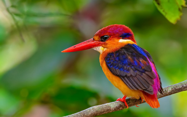 Colorful bird perched branch nature free wallpaper for desktop - medium preview image