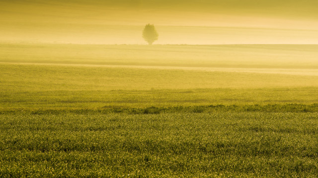 Horse field tree foggy sky free wallpaper for desktop - medium preview image