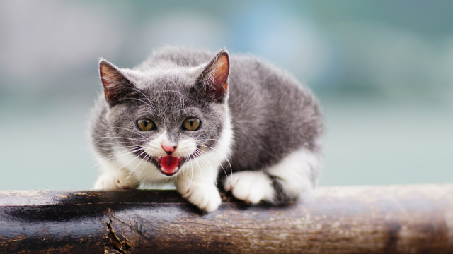 Cat open mouth tongue beach free wallpaper for desktop - medium preview image
