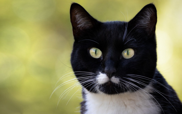 Black white cat yellow eyes #17 free wallpaper for desktop - medium preview image