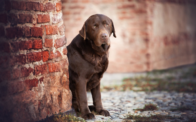 Brown dog brick wall grass free wallpaper for desktop - medium preview image
