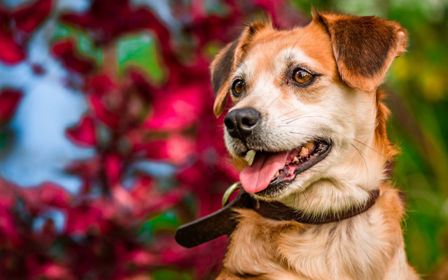 Dog leash shiba inu bokeh free wallpaper for desktop - medium preview image