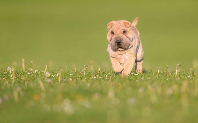 Dog running field flowers bush free wallpaper for desktop - medium preview image