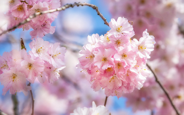 Cherry blossoms blue sky macro free wallpaper for desktop - medium preview image