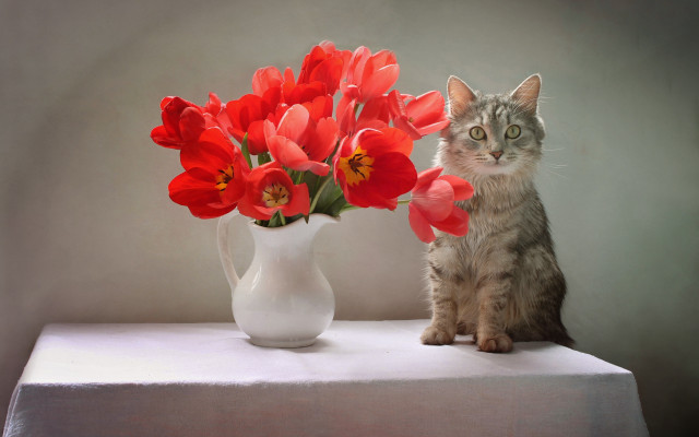 Cat vase red flowers still free wallpaper for desktop - medium preview image