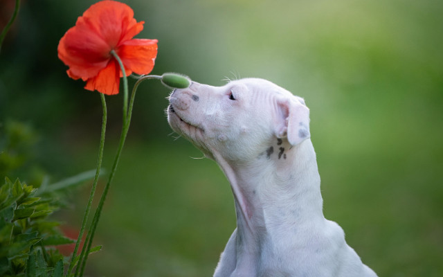 White dog smelling red flower free wallpaper for desktop - medium preview image